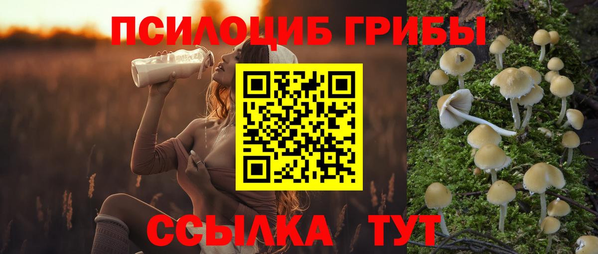 Псилоцибиновые грибы прущие грибы  Вход с VPN  Курчалой  Псилоцибиновые грибы Psilocybe 